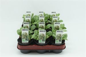 Afbeelding van Artisjok Bio Tray